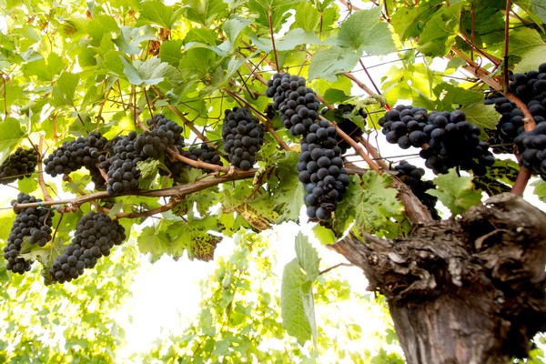 Wine Terms & Lingo Image: Grapes on the Vine at Panther Creek Cellars