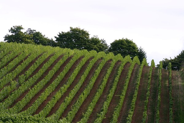 Willamette Valley Pinot Noir Producer Kalita Vineyards