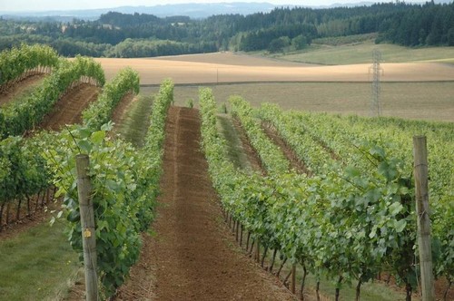 Panther Creek Featured in "Oregon’s Pinot Noir Legacy" | Great Northwest Wine